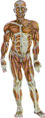 Picture of Skeleton