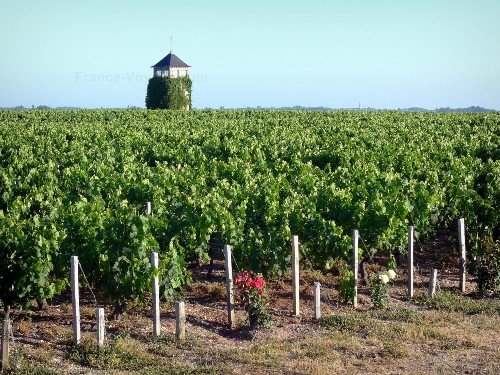 Picture of Vineyard